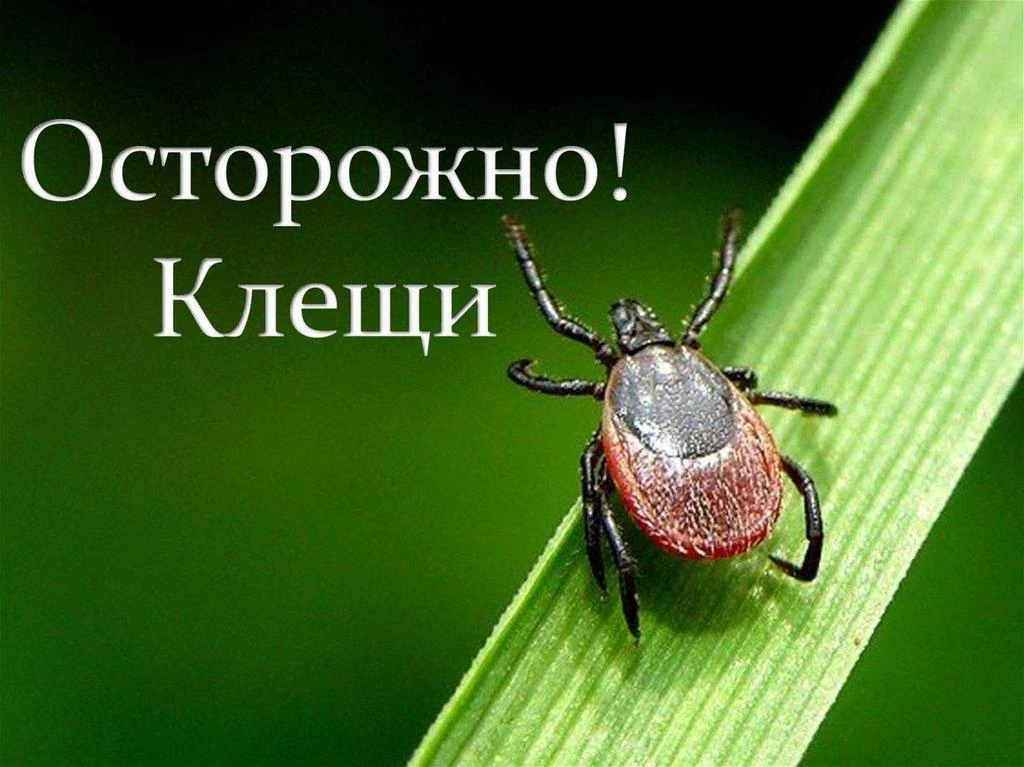 ⚠️ Осторожно, клещи! Сезон активности продолжается.