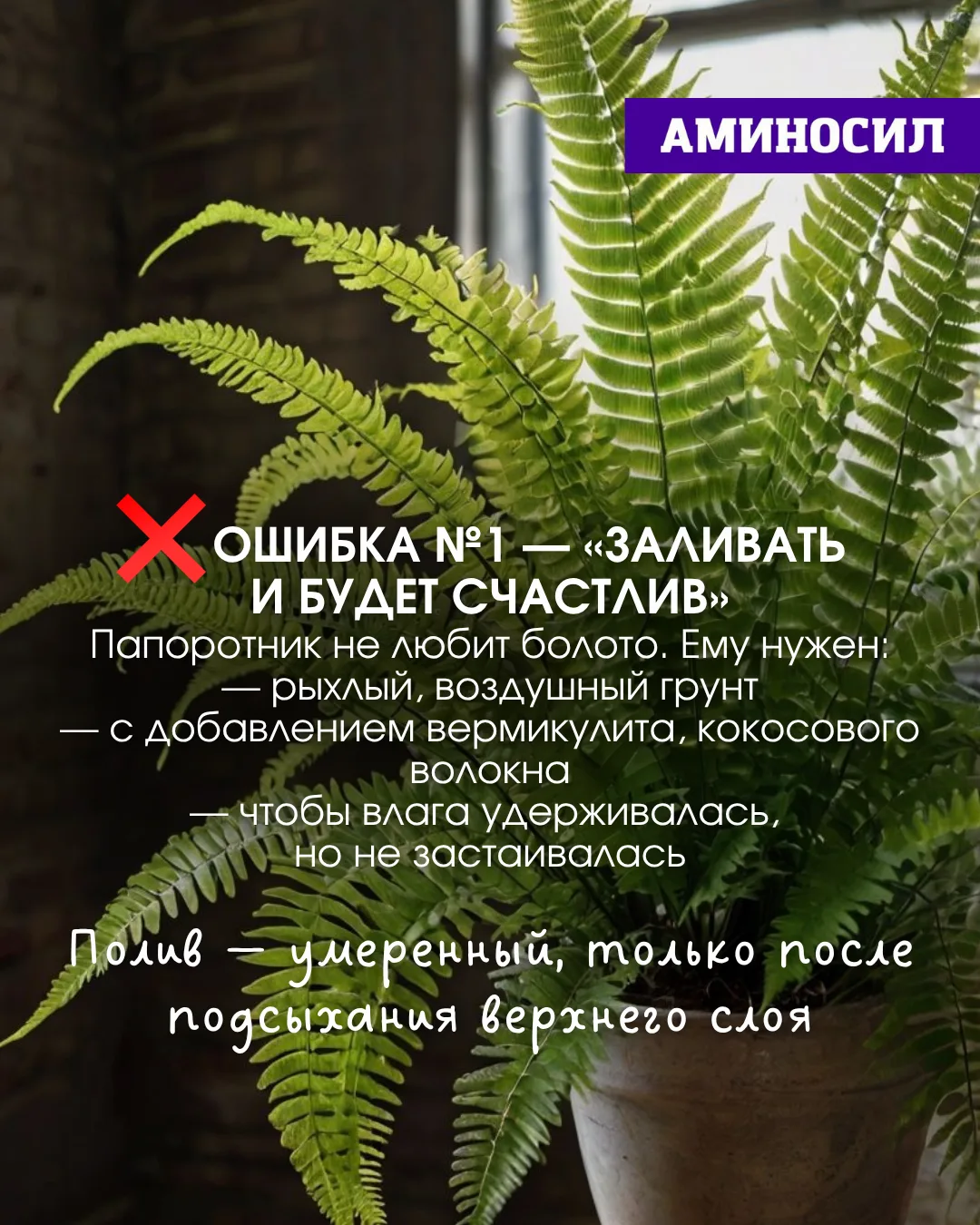 🌿 Почему у вас не растёт папоротник? Разбираемся в этом вопросе ⬆️!   ✅Витамины АМИНОСИЛ для декорат