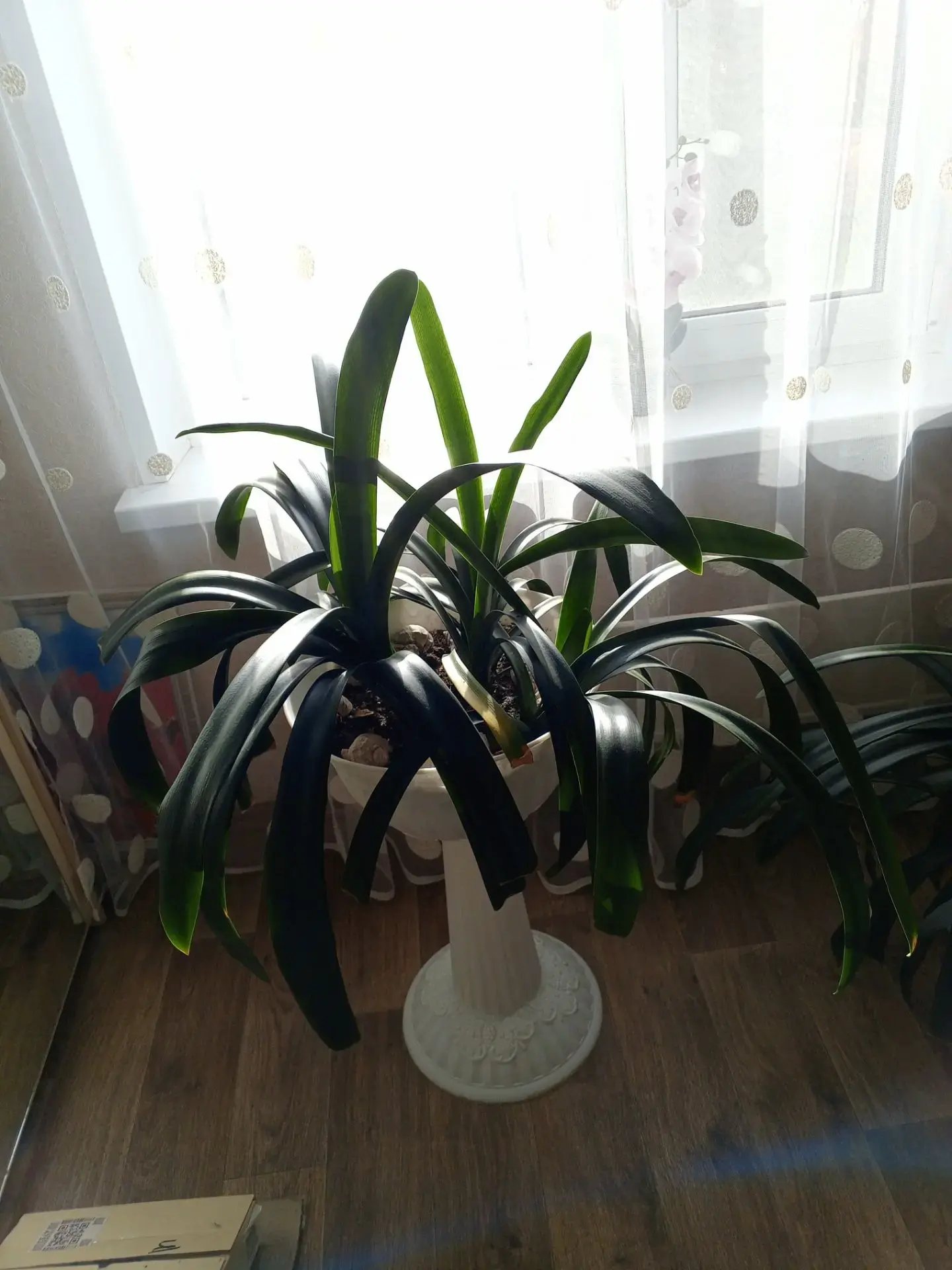 Продам комнатные цветы