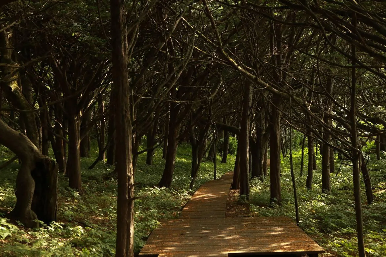 🌳 Роща, которая хранит тайну уже 1200 лет