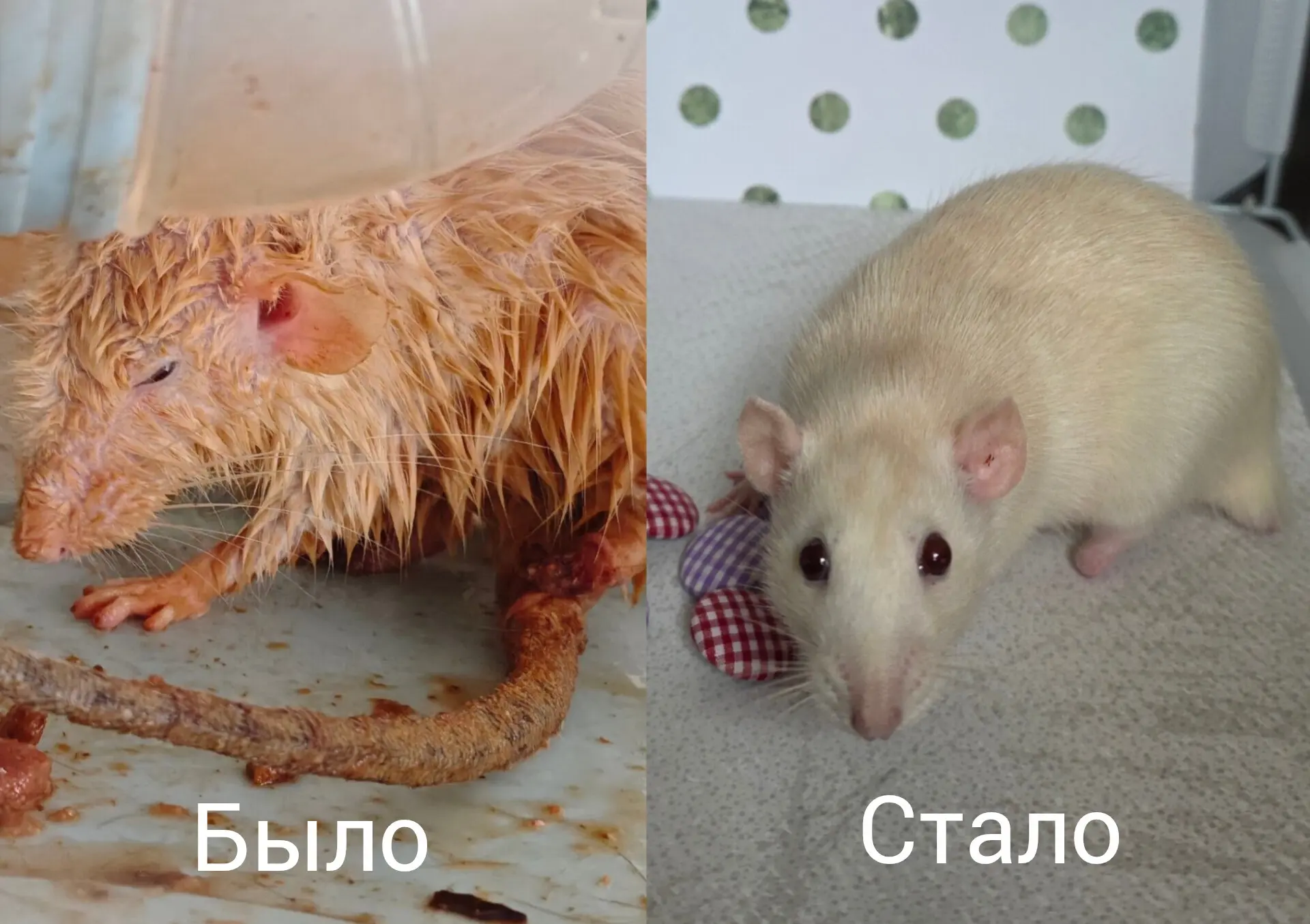 Она боль и радость нашего проекта. Маленькая и стойкая, перенесшая адские боли, но не п...
