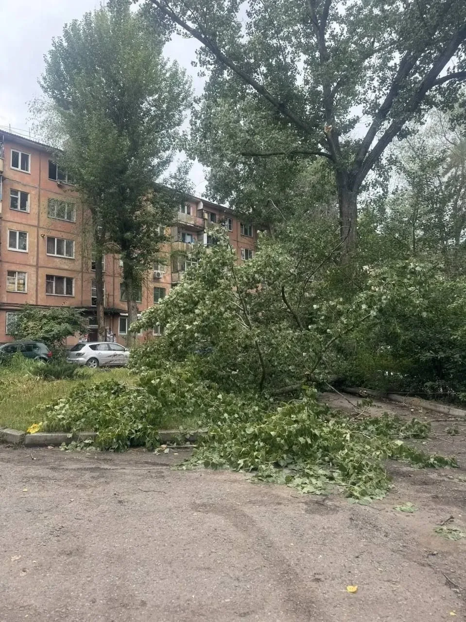 В Луганске на Ватутина упало дерево. Будьте осторожны