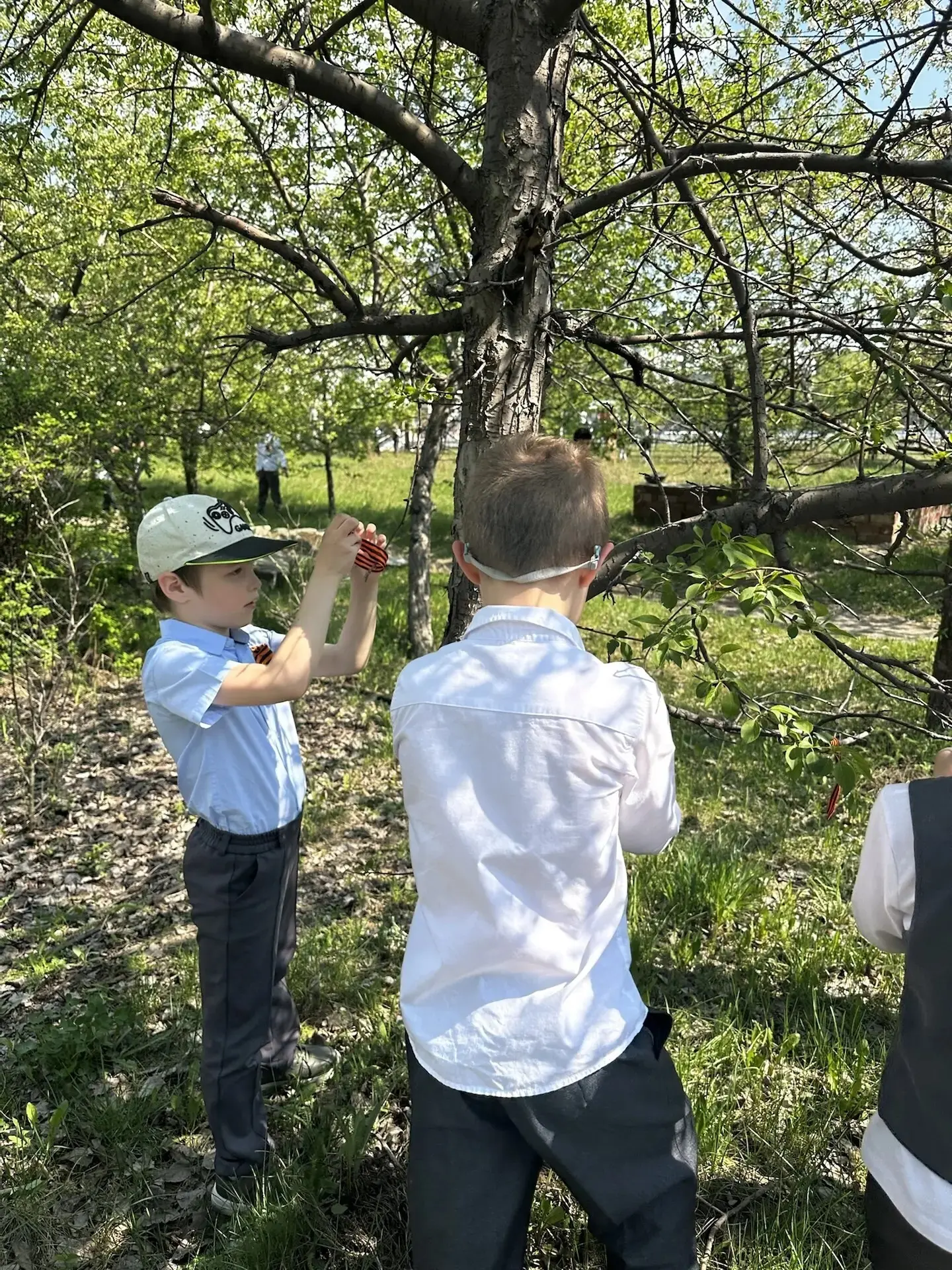 🌳  Георгиевская ленточка на Яблоневой аллее  ✅Каждый год в канун Дня Великой Победы Яблоневая аллея 