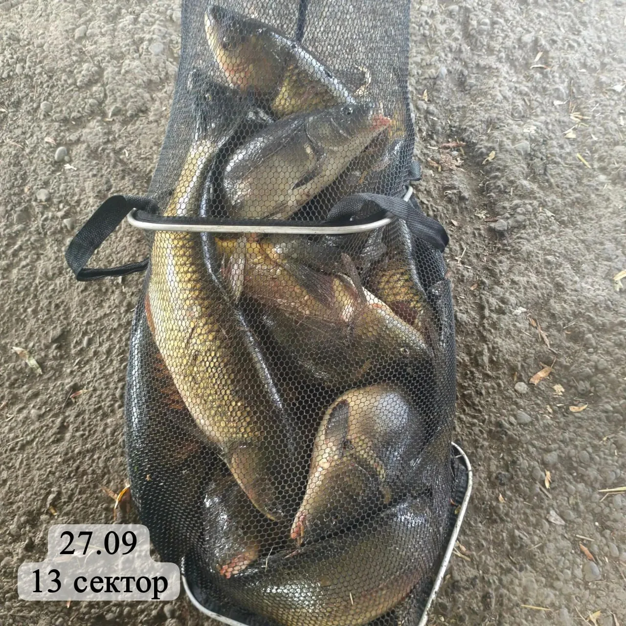 КЛЕВА 24/7