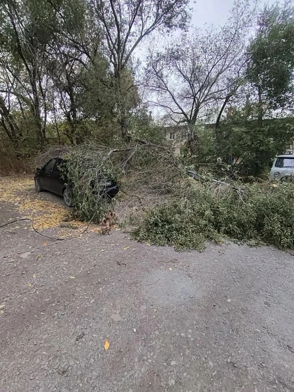 В Гае на припаркованную машину рухнуло дерево
