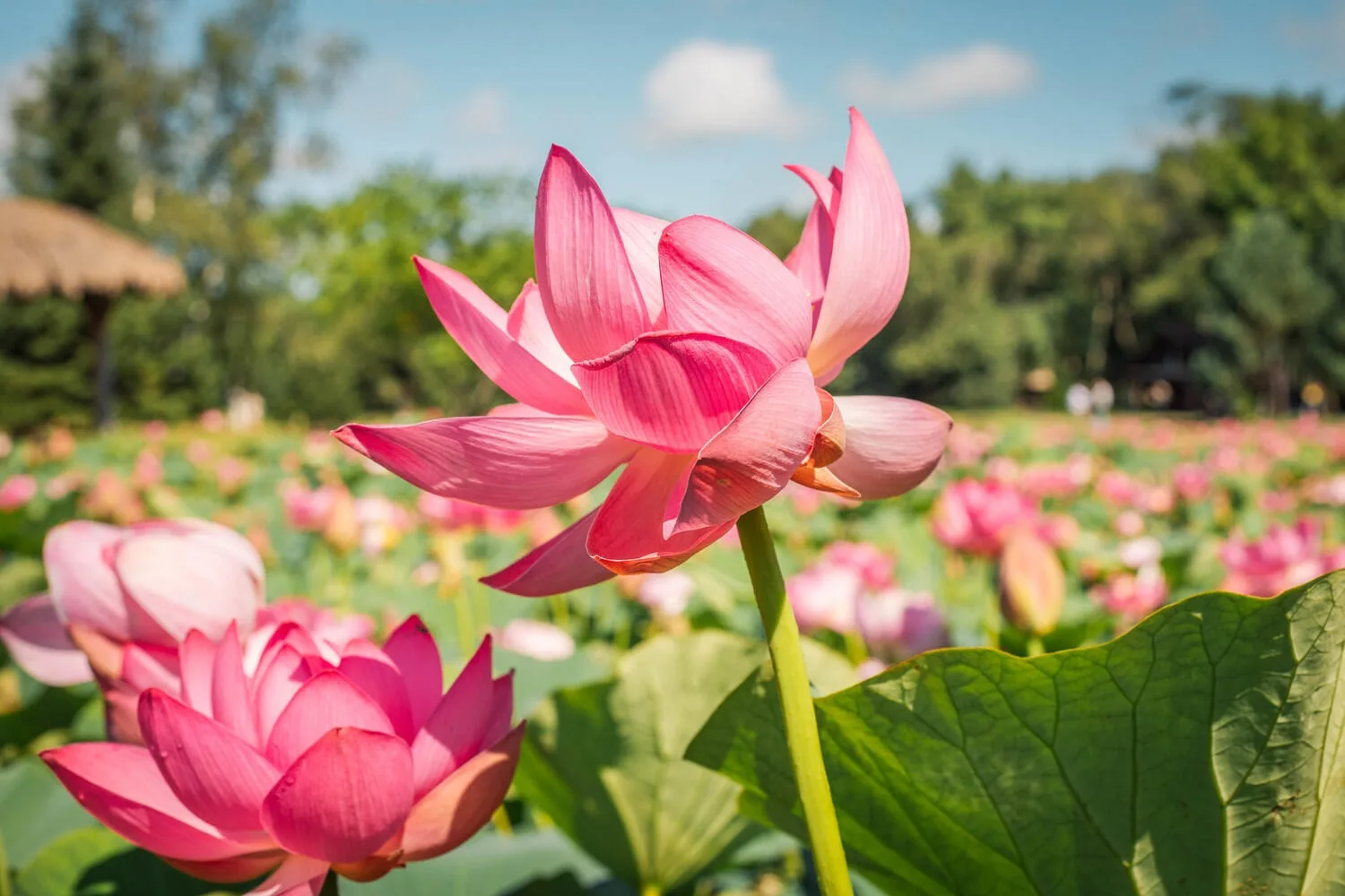🌸 «Лотос Комарова: реликтовое чудо Хабаровского края» 🌸
