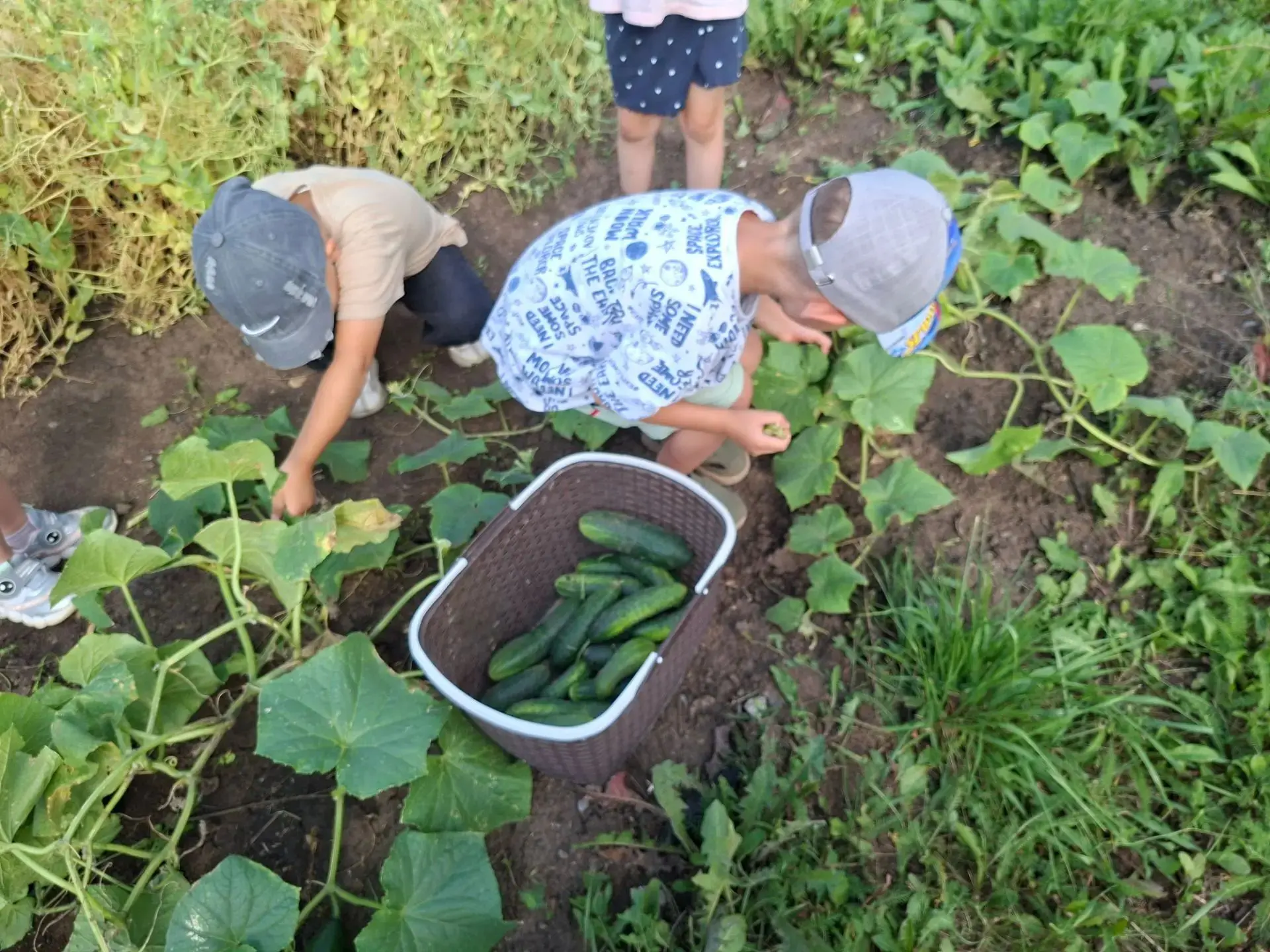 🍆🥒 Урожай удался! 🎉

Вот и настала пора собирать урожай! 🧺 Наши юные агрономы с радостью подводи