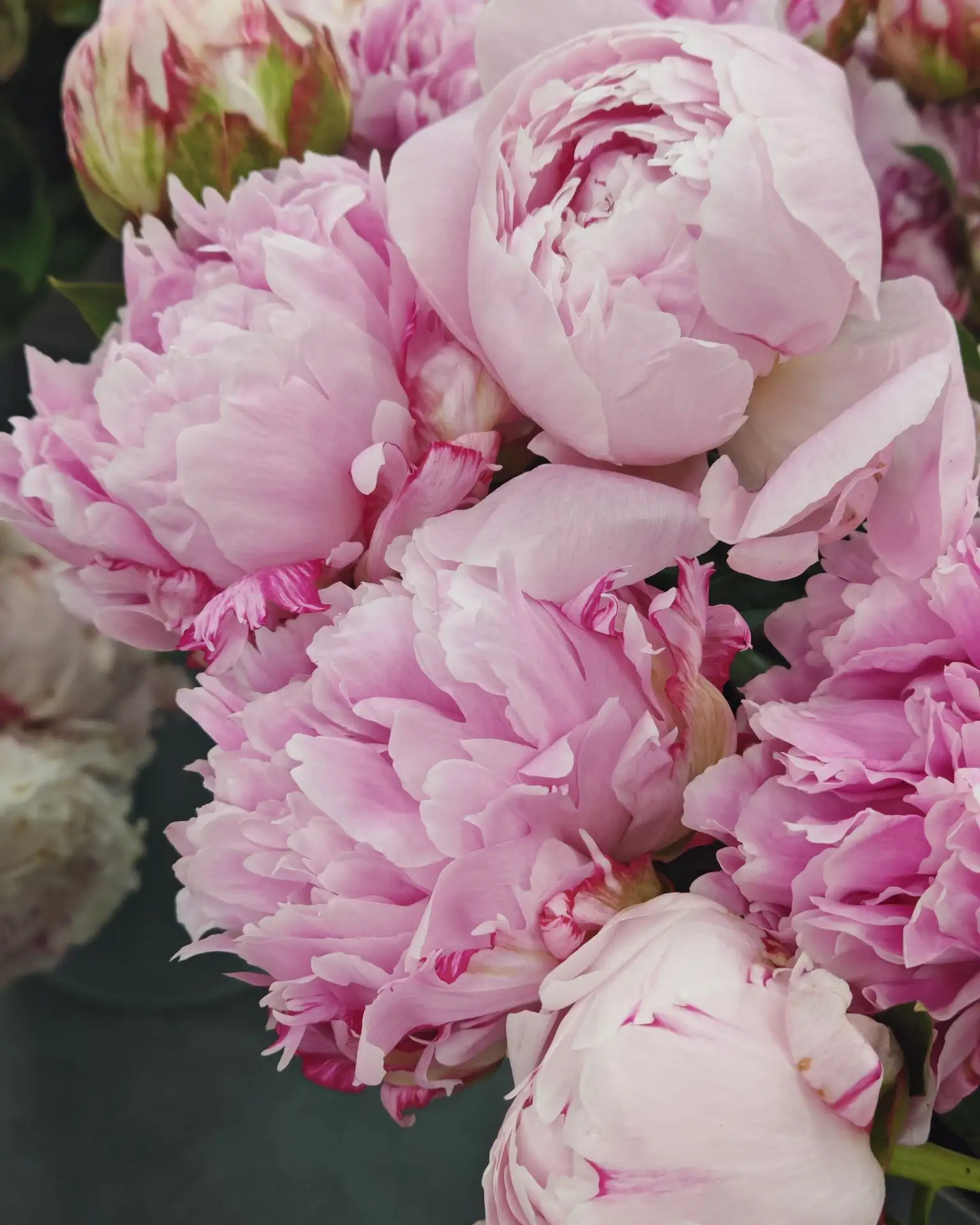 Интересные факты о пионах 🌸
