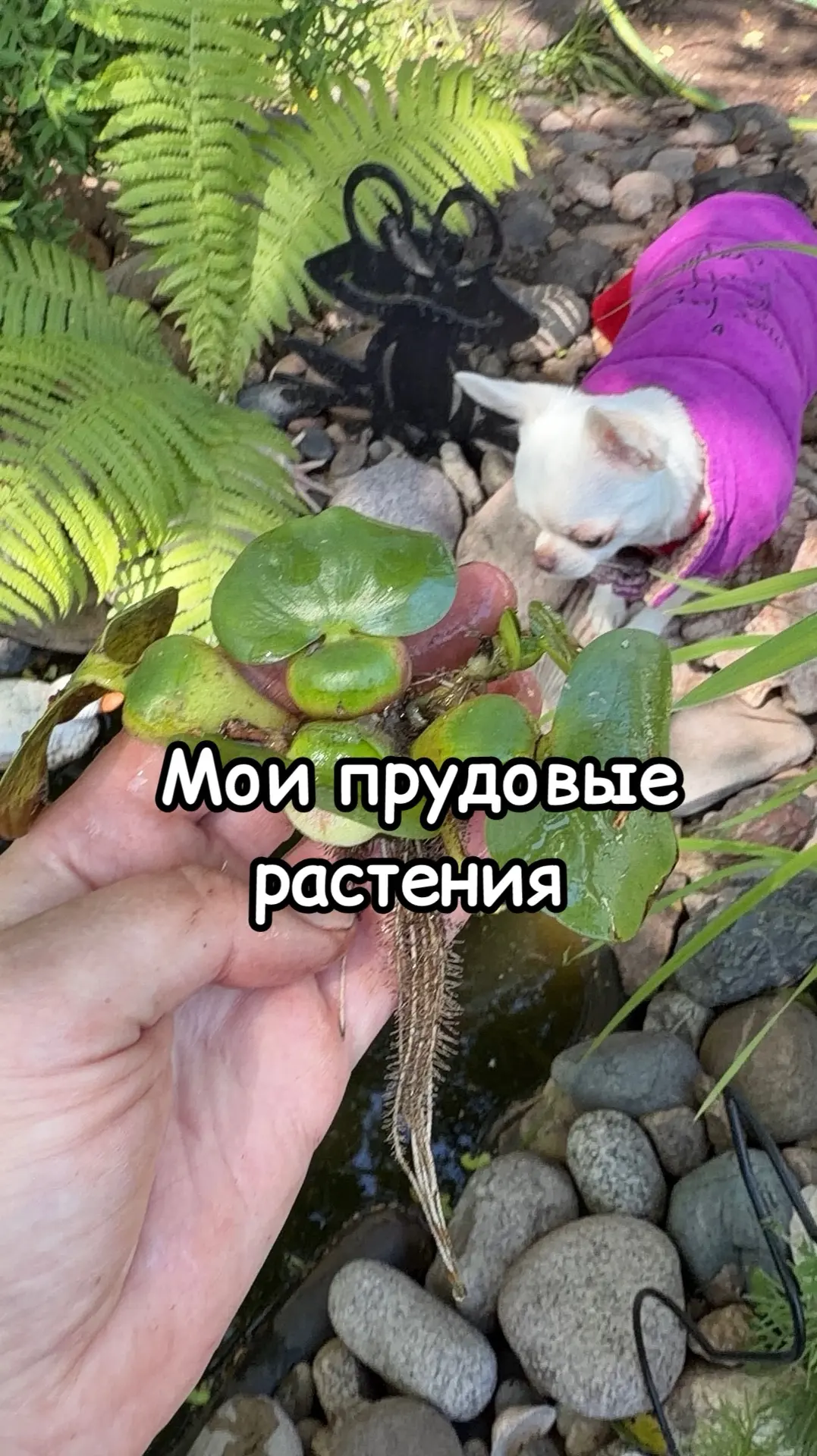 Мои прудовые растения - 10 мая vs 26 мая