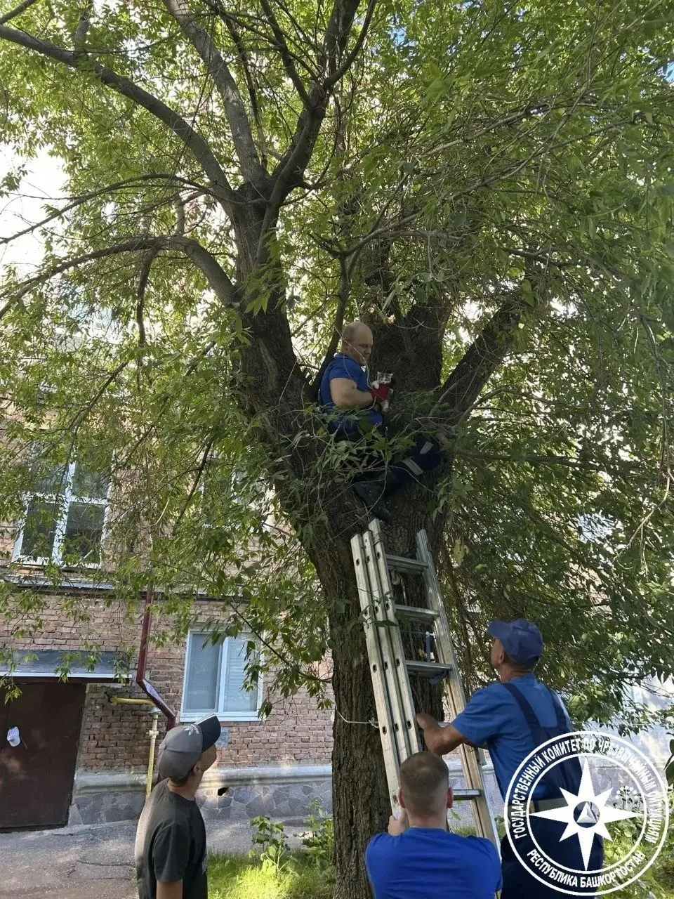 🐱 Спасательная операция в Кумертау: котёнка сняли с дерева
