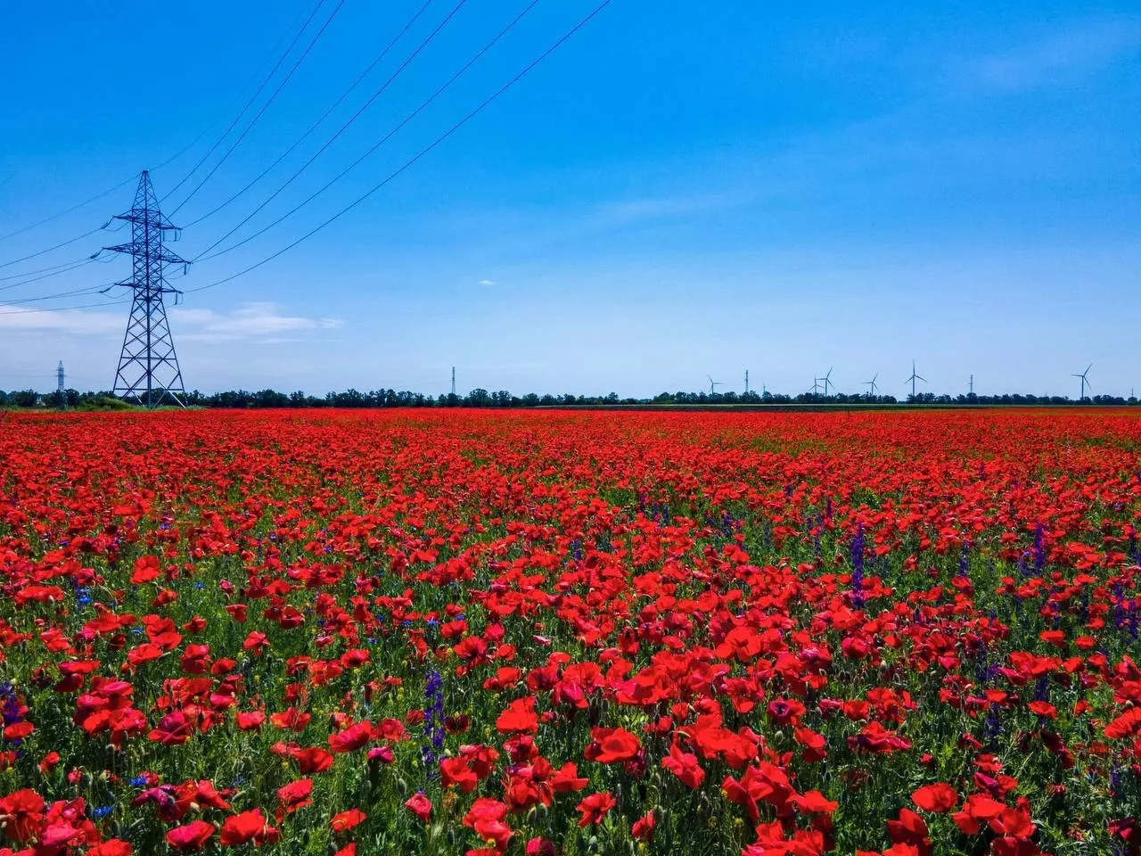 🌺 Луганское маковое поле, ставшее популярным в соцсетях, скосили после наплыва посетителей

Красива