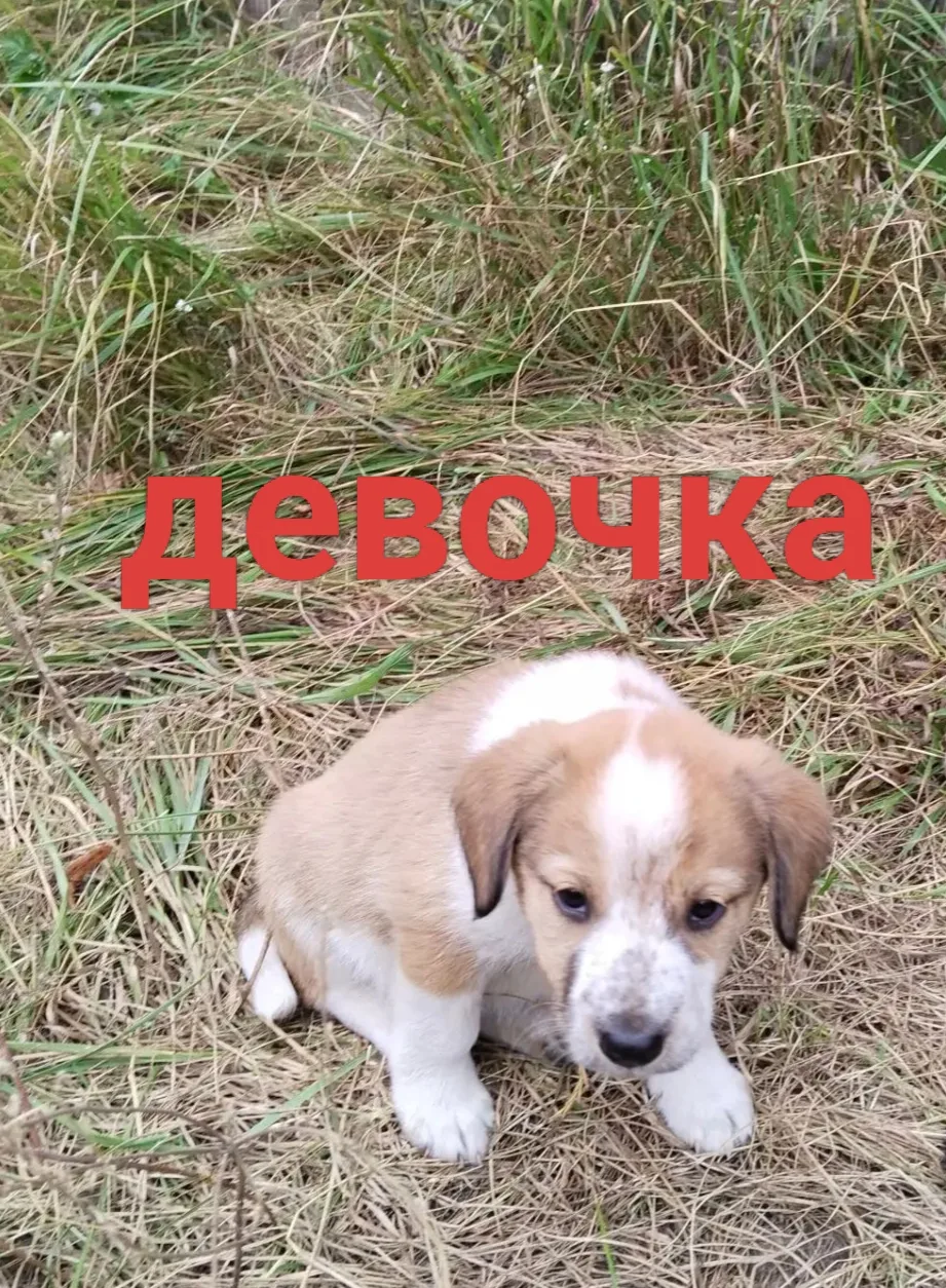 Щенок-девочка, 2,5 месяца, ест всё. Ласковый,пушистый комочек счастья ищет новый дом и ...