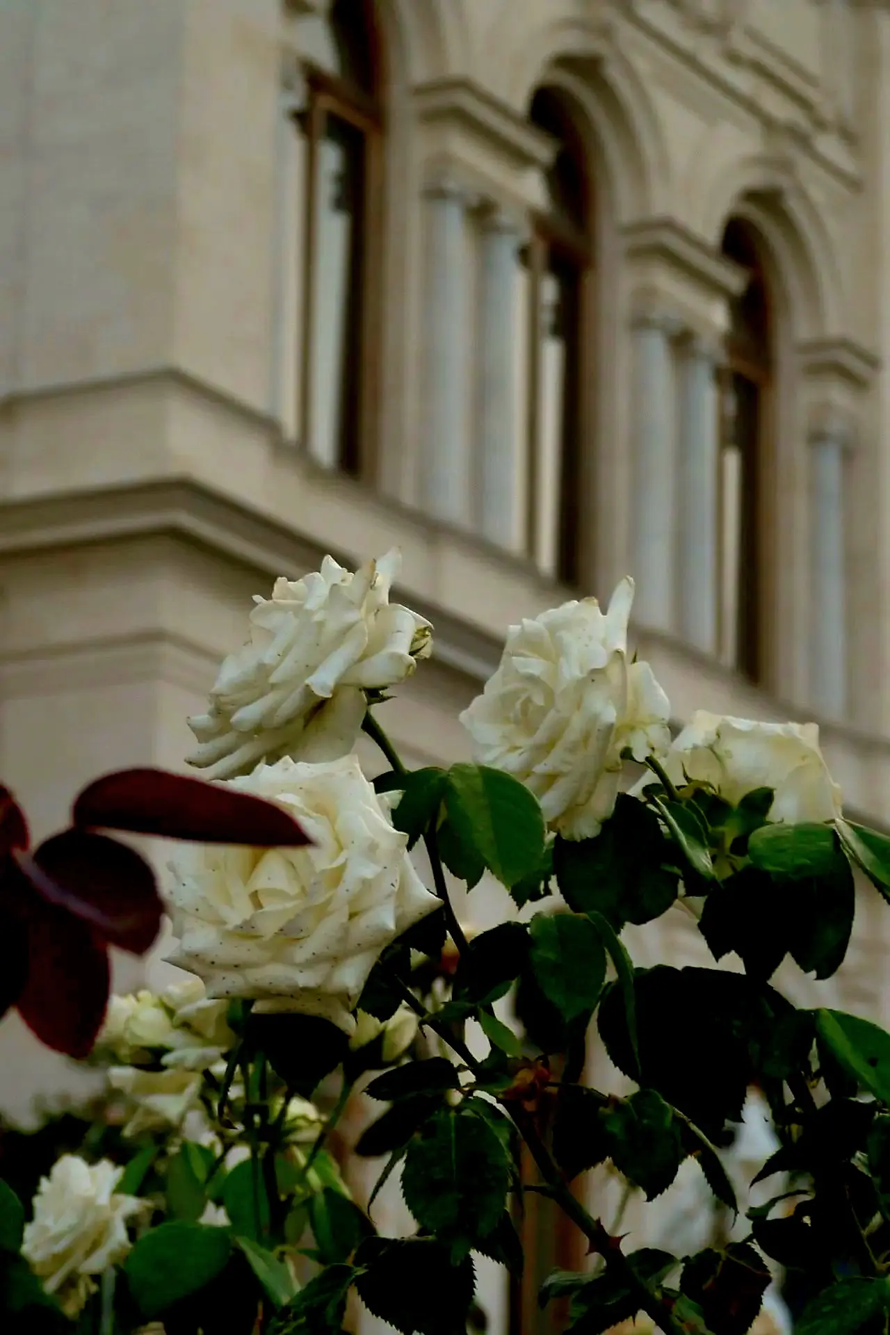 Минутка прекрасного...✨️
Летняя Ливадия в деталях 👒

🏫 "С тех пор, как в Ливадии был выстроен новы