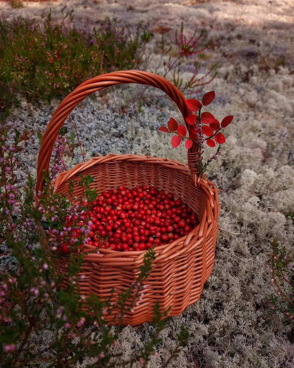 Подарки осени 🍁