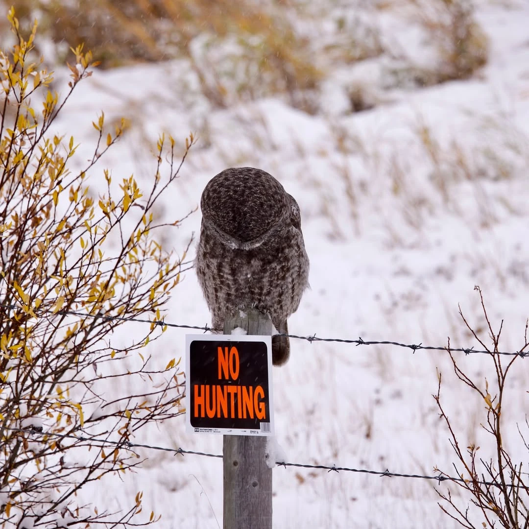 В смысле "не охотиться"? 🦉