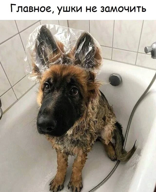 Шерстяной дружок 🐶