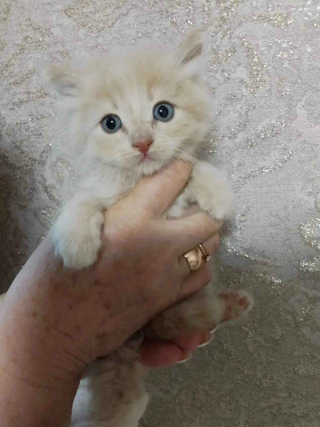 Отдам в заботливые руки.