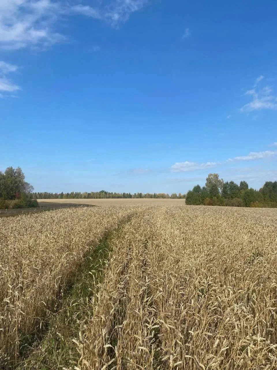 🌾 Аграрии Абанского округа продолжают уборочную кампанию