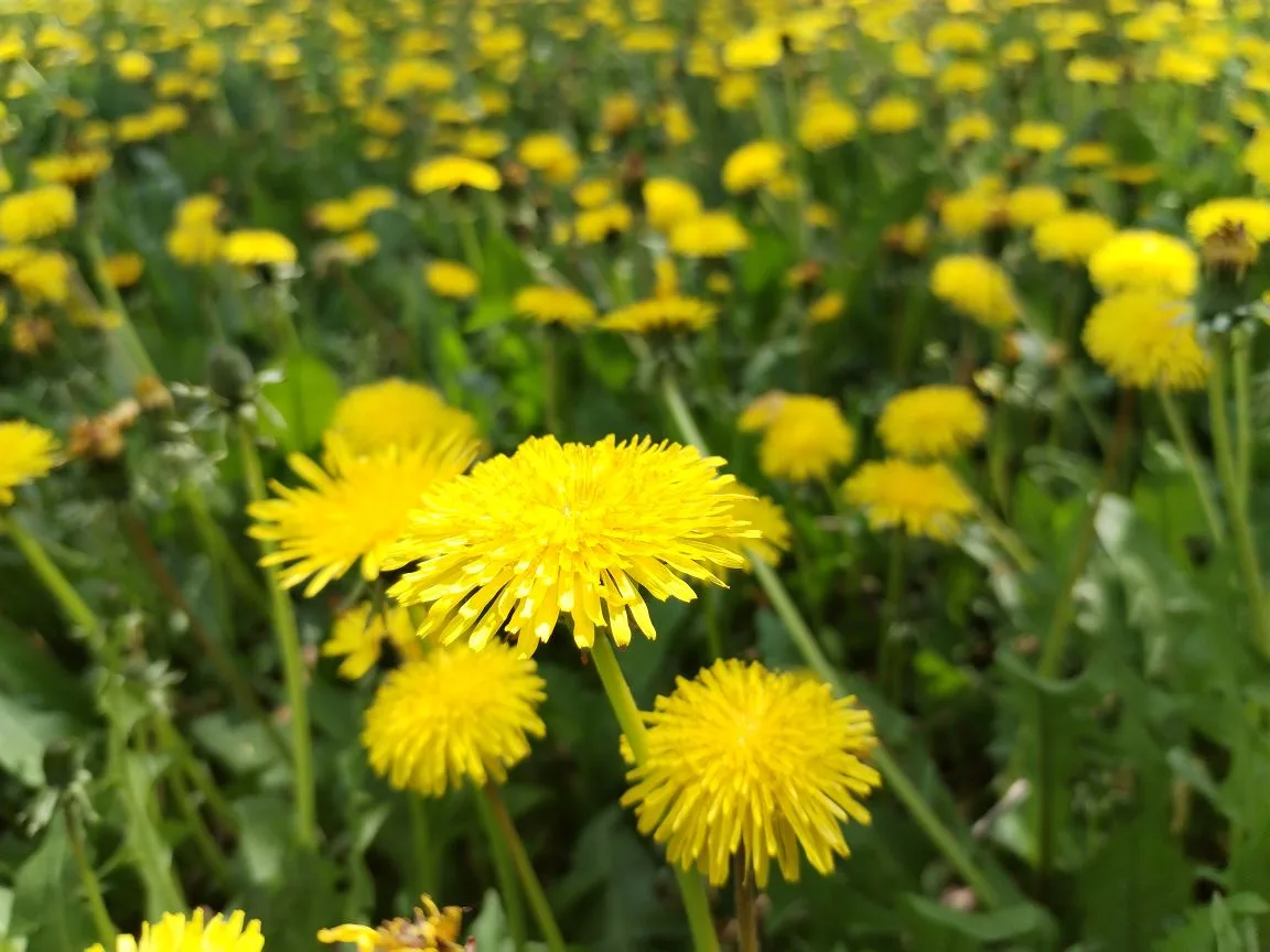 🌼 А вы помните свой первый букет для мамы? 🌼