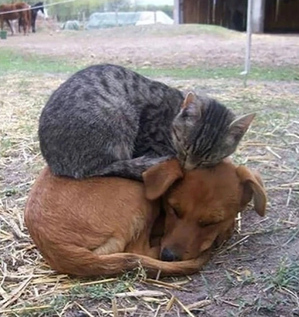 Симбиоз) А у собак спина не мерзнет.