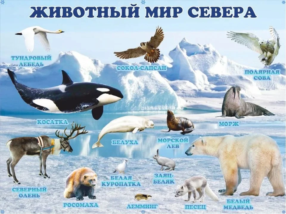 Животные севера.