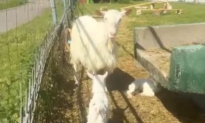 🐐 В Карельском зоопарке объявили конкурс имён для новорождённых козлят