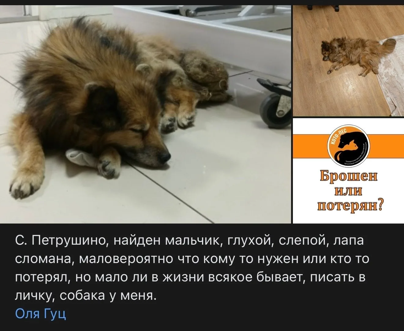 Кто потерял песика? @id151195111 (Наталия Голубь)