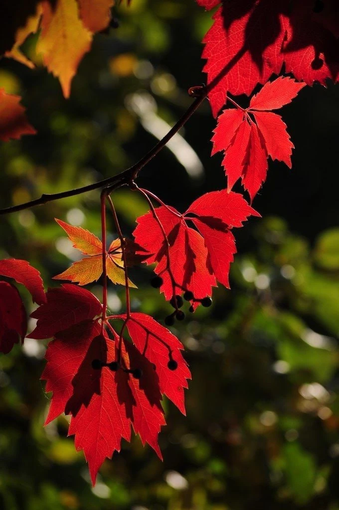 ✨️🍁 Вдохновение красками осени 🍁✨️