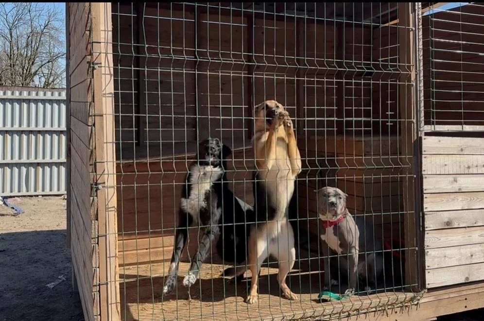 🐾 Добрый день в календаре — добрые дела в приюте!  16 апреля 2026 года, наш отряд «Волонтеры Ярослав