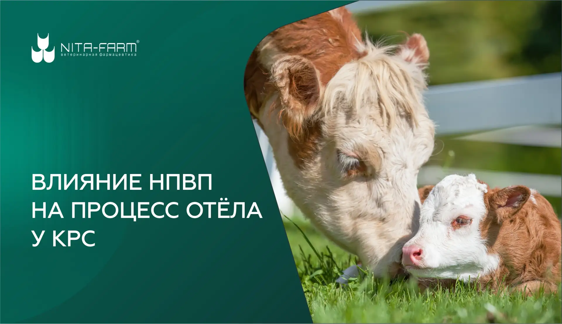 Отёл у КРС — это физиологически напряжённый процесс, при котором происходят сильные мат...