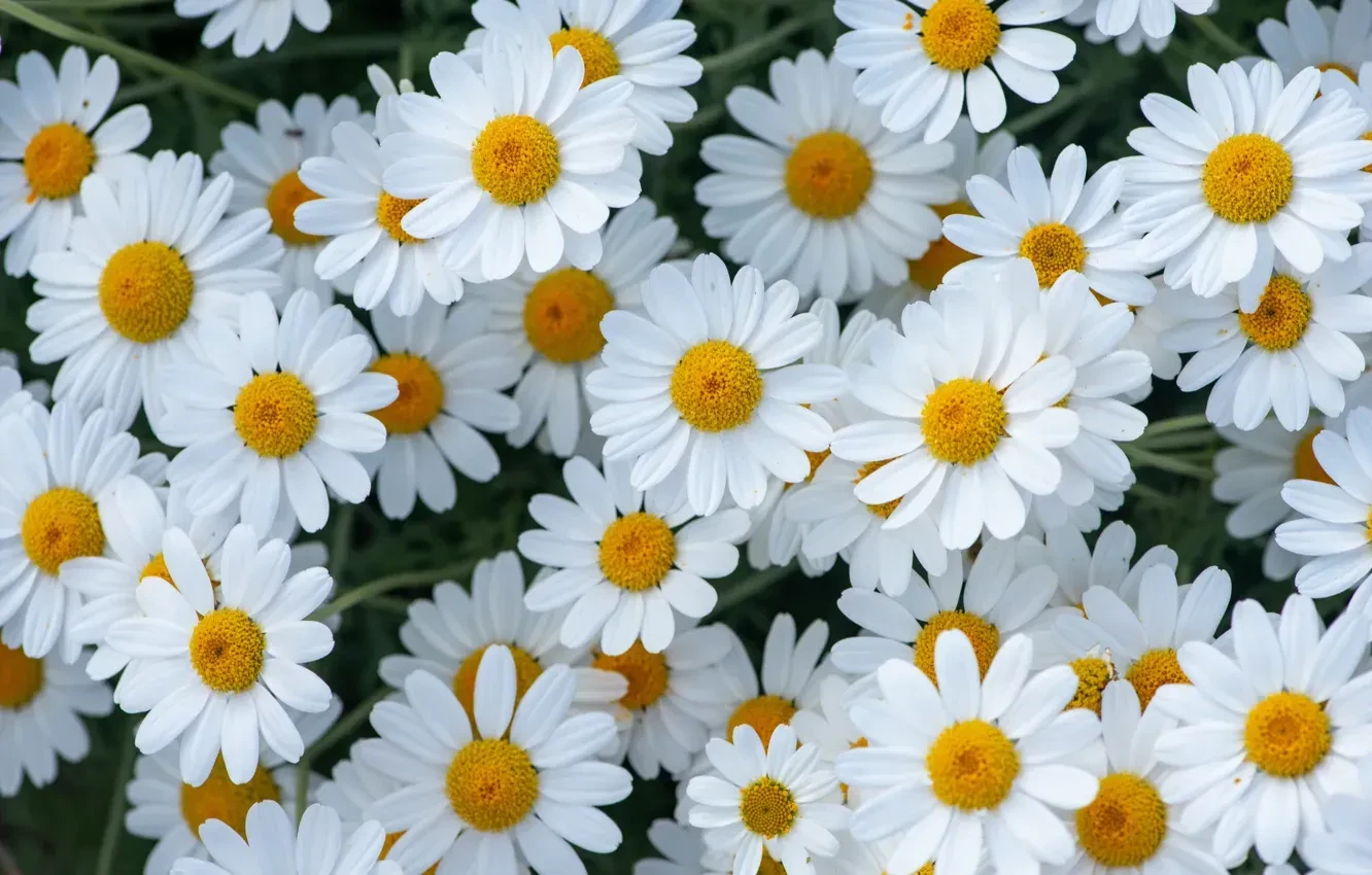 🌼 Рубрика «Полезные растения»: Ромашка — скромное очарование и природная аптека 🌼