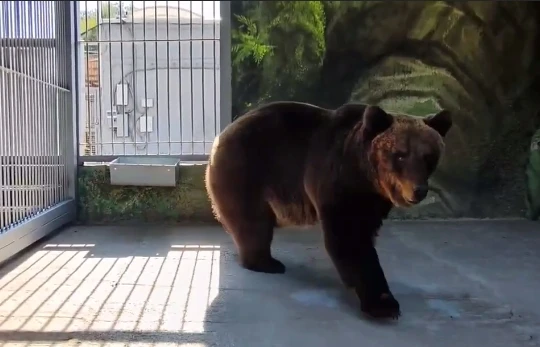 🐻В ростовский зоопарк переехали бурые медведицы Маша и Даша