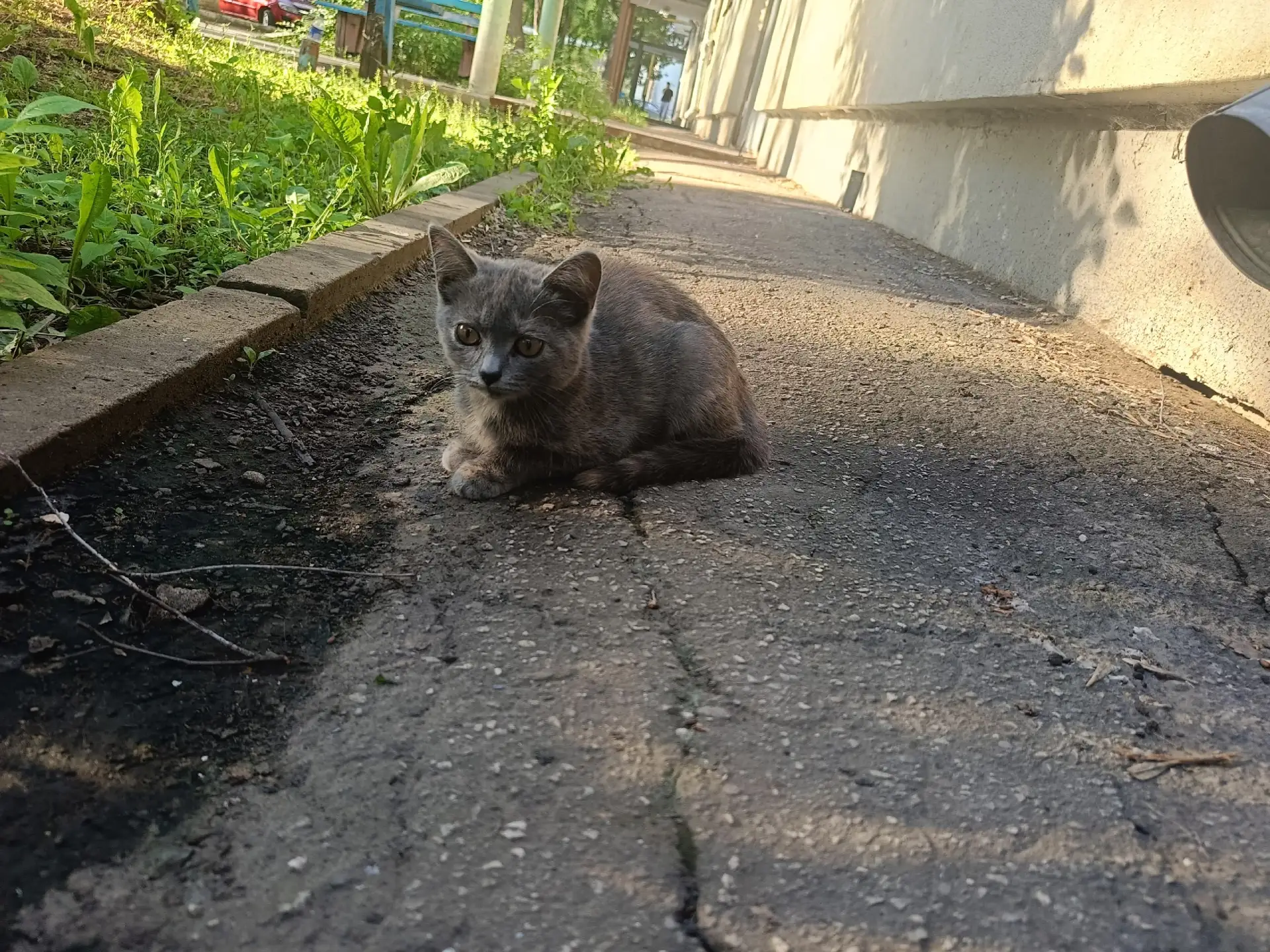 Кинель. 
Котёнок ищёт дом 🐈
50 лет октября, д. 108