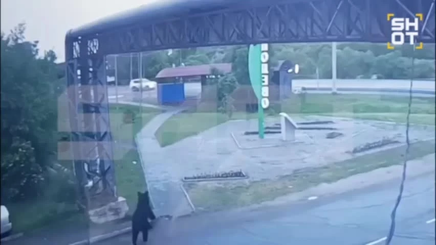 Медведя, который набросился на мужчину в Хабаровском крае, удалось отловить. Раненого к...