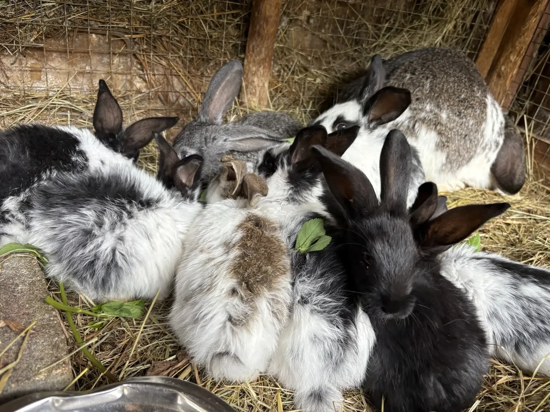 Миксоматоз — это опасное вирусное заболевание кроликов. 🐇