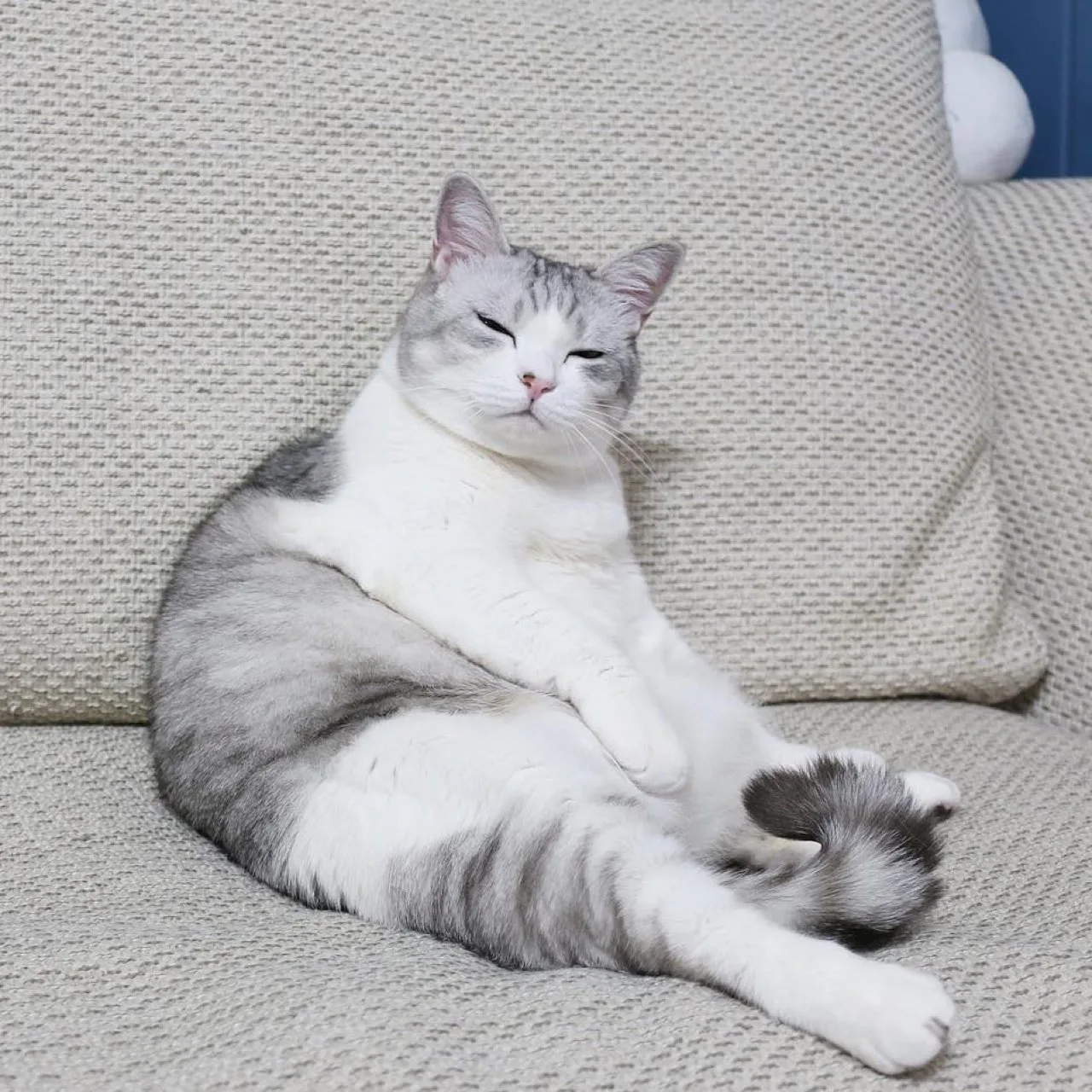 Котофакт дня 🐾

Коты не умеют смеяться, но они умеют улыбаться — расслабленной мордой и прищуром! �