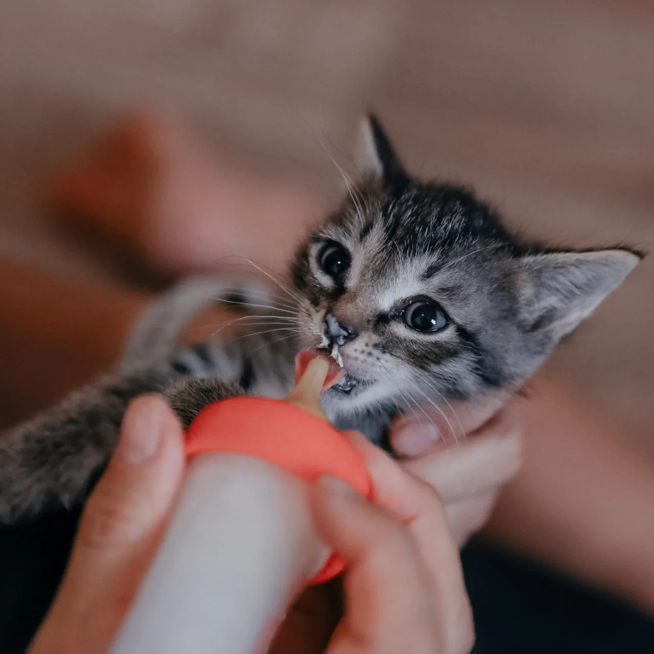 🥹 Готовы их обнимать? За это и деньги платить будут!