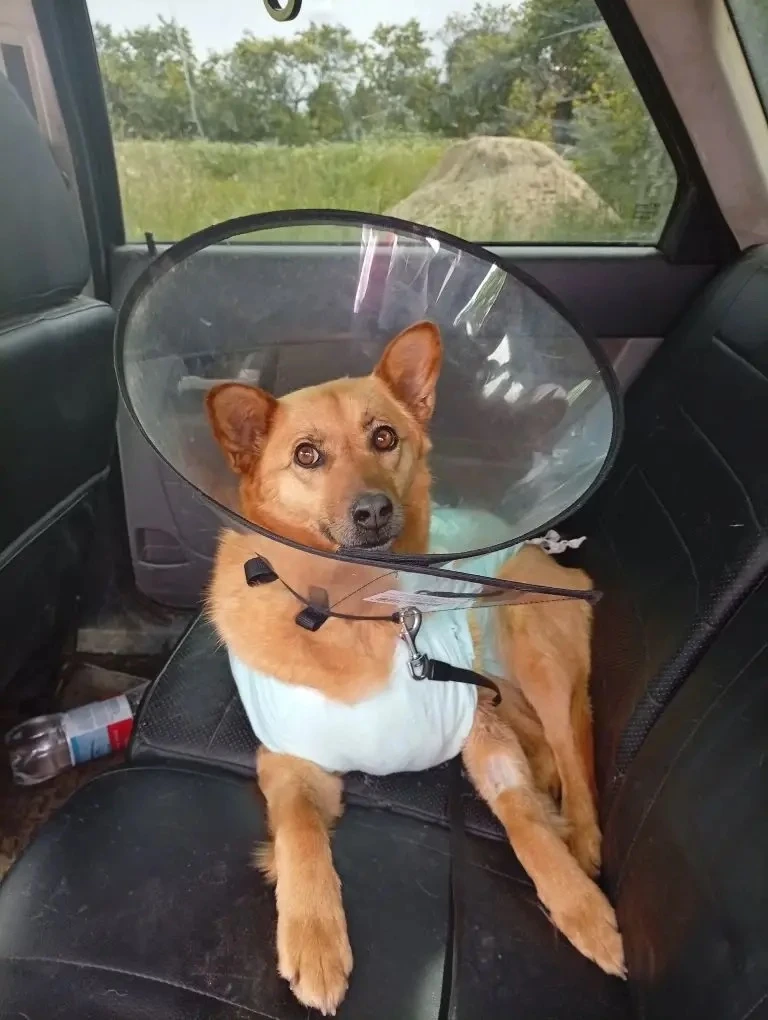 Наши пациенты 🩺✅🐶