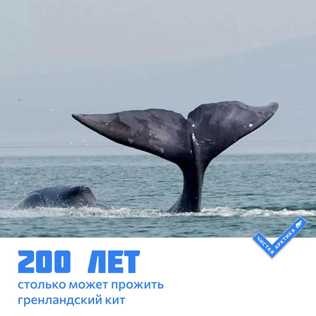 🐋 Гренландский кит — один из самых долгоживущих млекопитающих на планете. Учёные счита...