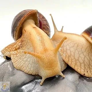 Ахатины — одни из самых необычных домашних питомцев! Эти африканские улитки покоряют св...