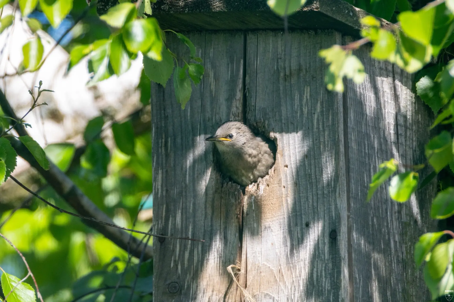 Внимание, из скворечников показались самые отчаянные головы сезона! 👀🐦