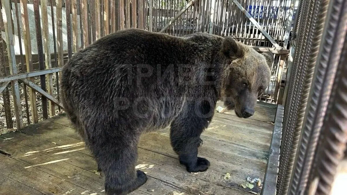 🐻 Маша и Даша переедут в Ростовский зоопарк: медведиц спасли от тесной клетки