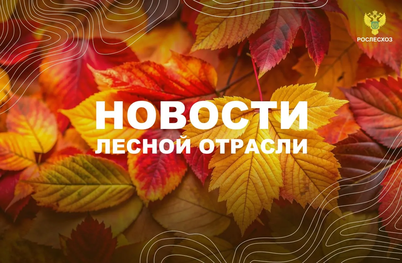 🟢ЛесПромИнформ: Рослесхоз разъяснил, какие некапитальные строения допустимы в городски...