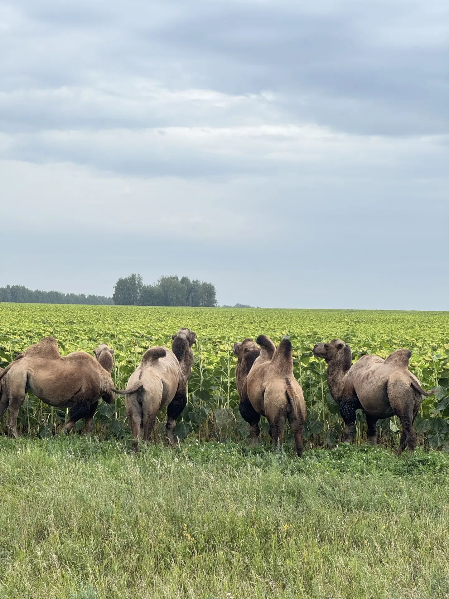 🐫 В Алтайском крае верблюды «паслись» на поле с подсолнухами