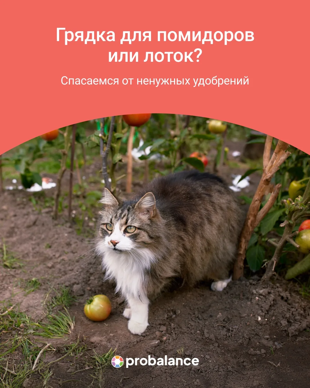 Дачные вести: кот, мыши и война за помидоры 🍅

История, которую мы сегодня расскажем, знакома многи