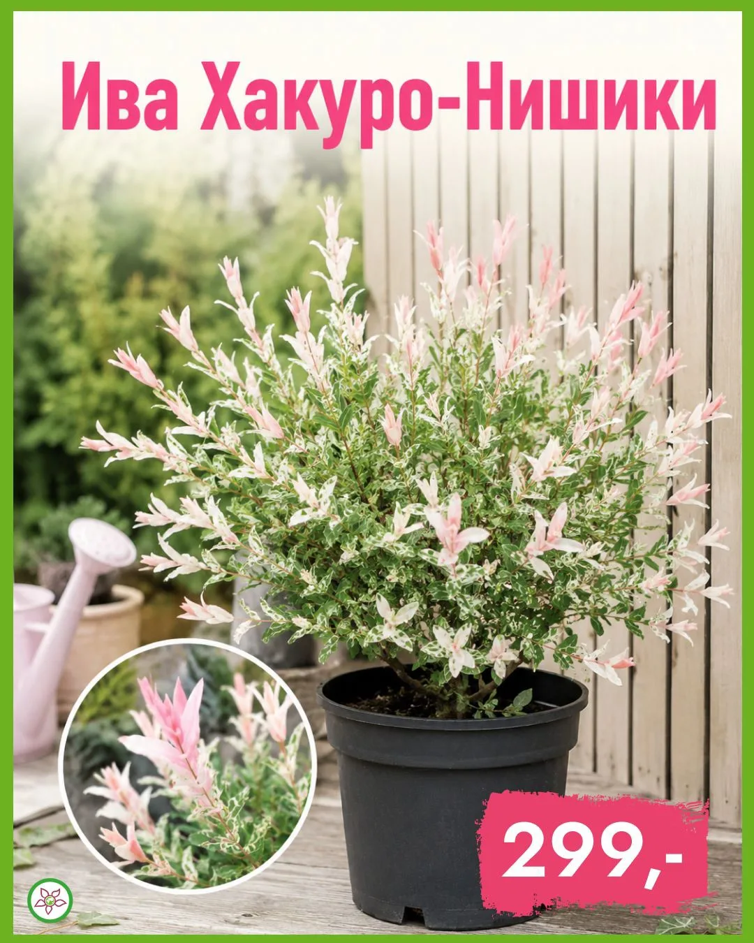 🌿 Ивы в ландшафте: от карликов до гигантов! 🌿