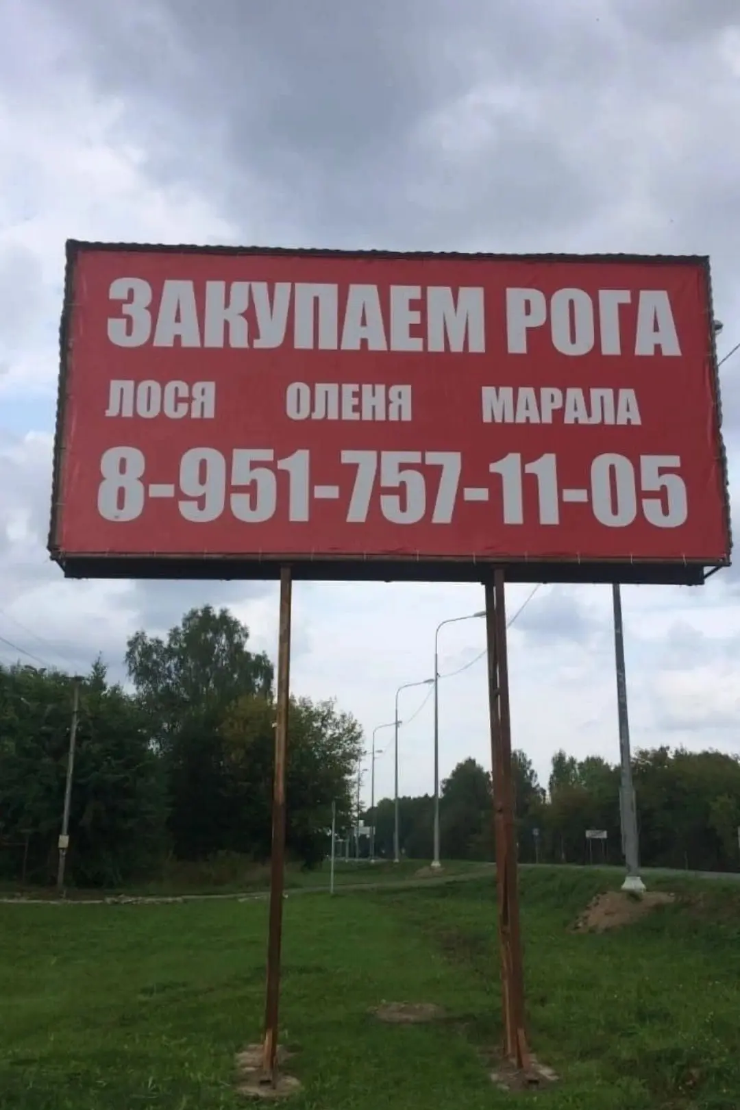 ЗАКУПАЮ РОГА ДИКИХ КОПЫТНЫХ