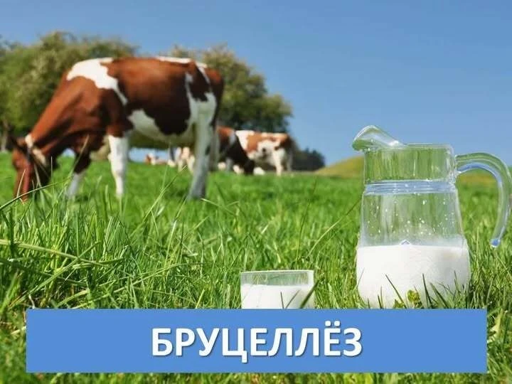 Памятка: как уберечь себя и животных от бруцеллёза