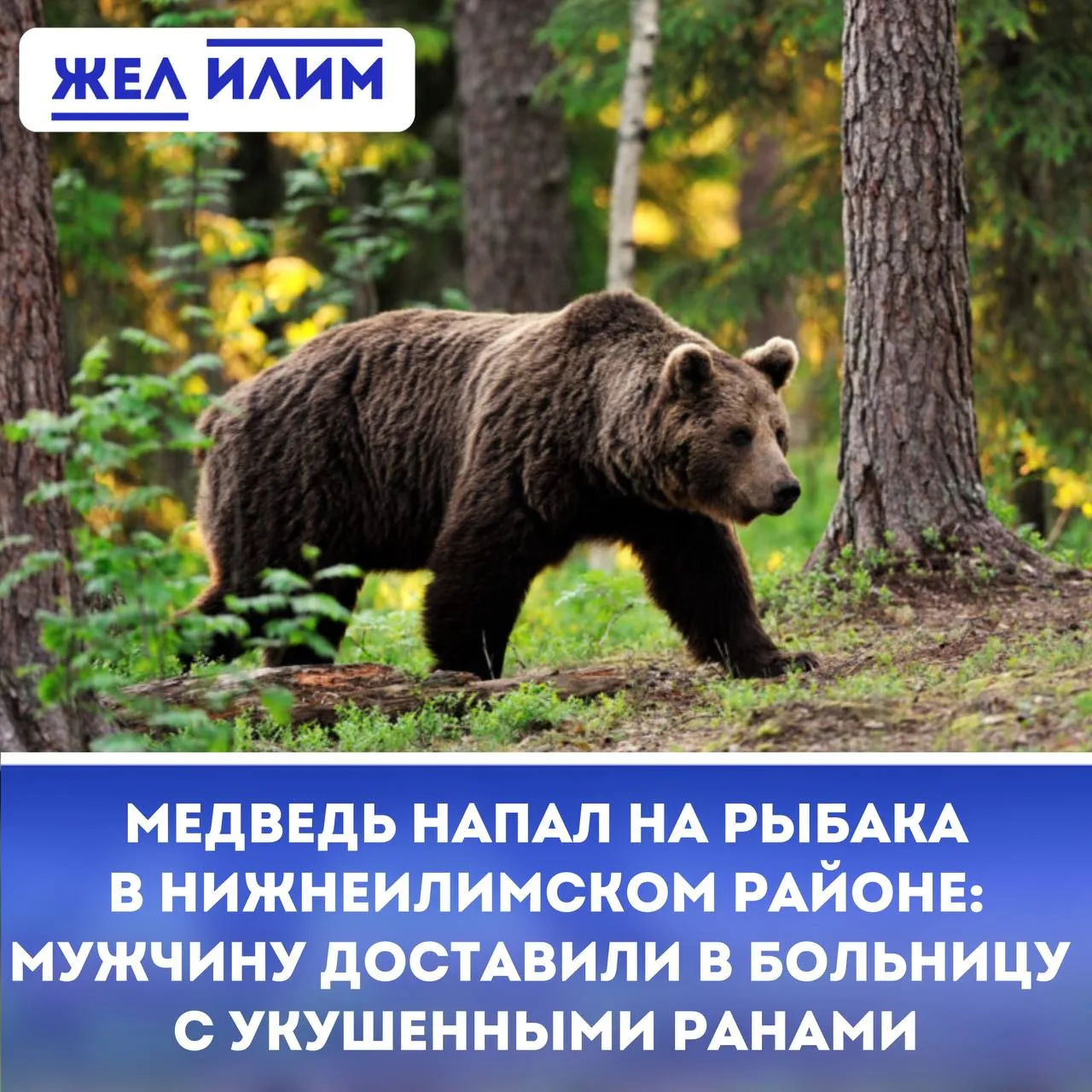 🐻 Медведь напал на рыбака в Нижнеилимском районе: мужчину доставили в больницу с укуше...