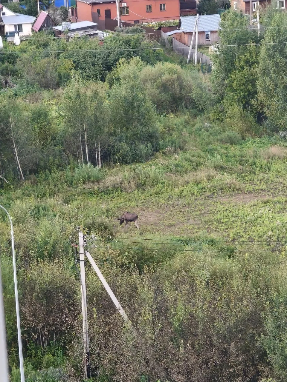 🦌 В лесу за Ривер парком в Коминтерне гуляют лоси